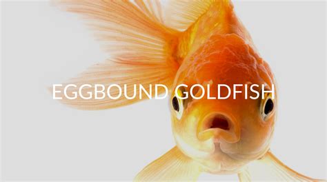 egg bound goldfish|red goldfish egg binding.